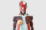 Human Anatomy Model (Female)