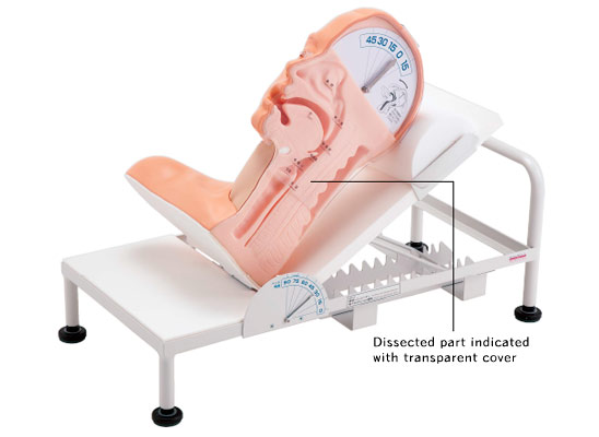 Swallowing Mechanism Model