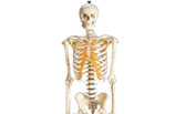 Human Skeleton Model