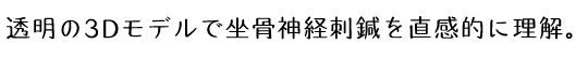 透明の3Dモデルで坐骨神経刺鍼を直感的に理解。