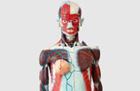 人体解剖模型（女）