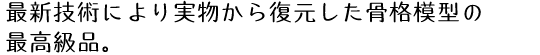 最新技術により実物から復元した骨格模型の最高級品。