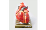 心臓模型（講義用）